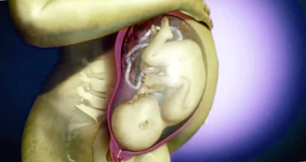 беременная живот